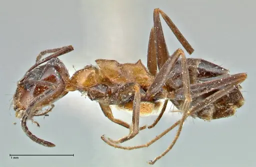 Dorymyrmex pyramicus specimen FOCOL2863 image focol2863_3
