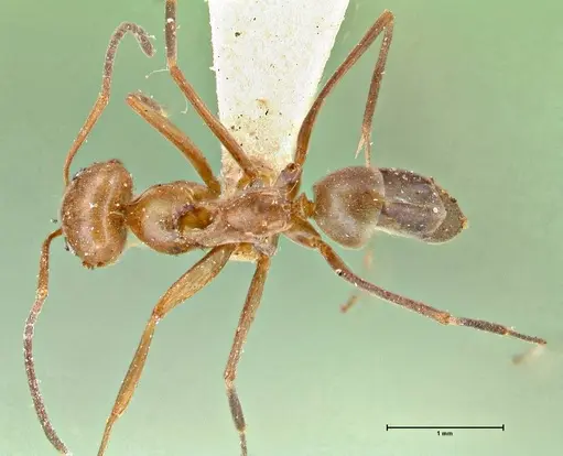Dorymyrmex pyramicus specimen FOCOL2864 image focol2864_1