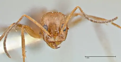 Dorymyrmex pyramicus specimen FOCOL2864 image focol2864_2