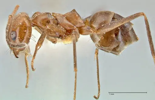 Dorymyrmex pyramicus specimen FOCOL2864 image focol2864_3