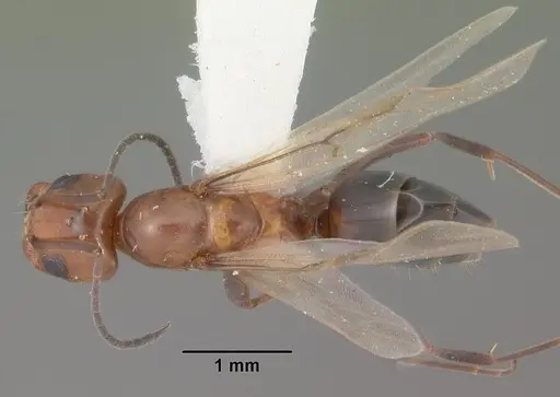 Dorymyrmex reginicula specimen CASENT0103899 image casent0103899_1