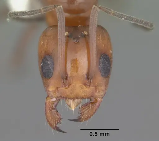 Dorymyrmex reginicula specimen CASENT0103899 image casent0103899_2