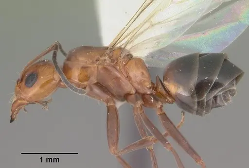 Dorymyrmex reginicula specimen CASENT0103899 image casent0103899_3