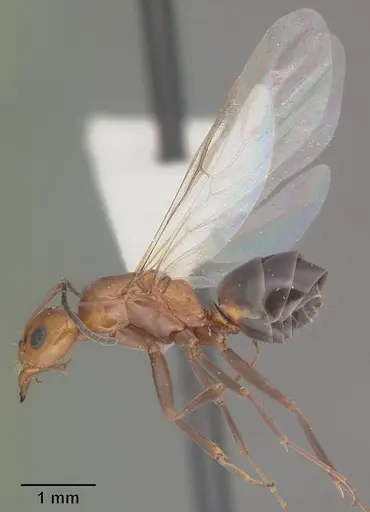 Dorymyrmex reginicula specimen CASENT0103899 image casent0103899_4