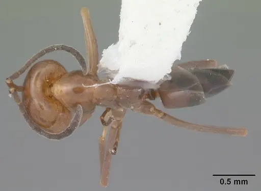 Dorymyrmex reginicula specimen CASENT0103900 image casent0103900_1