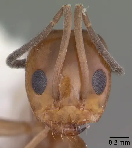 Dorymyrmex reginicula specimen CASENT0103900 image casent0103900_2