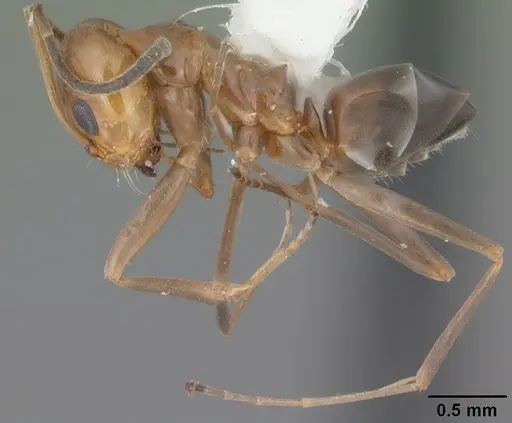 Dorymyrmex reginicula specimen CASENT0103900 image casent0103900_3