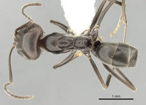 Dorymyrmex richteri specimen CASENT0249680 image casent0249680_1