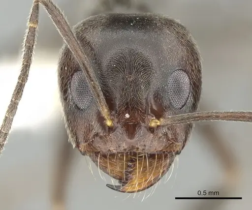 Dorymyrmex richteri specimen CASENT0249680 image casent0249680_2