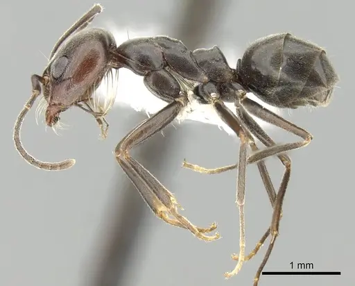 Dorymyrmex richteri specimen CASENT0249680 image casent0249680_3