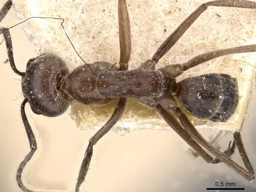Dorymyrmex richteri specimen CASENT0909749 image casent0909749_1