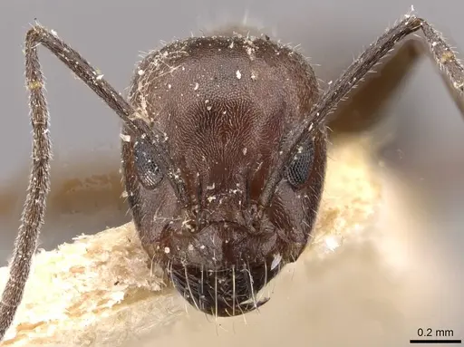 Dorymyrmex richteri specimen CASENT0909749 image casent0909749_2