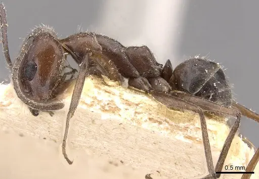 Dorymyrmex richteri specimen CASENT0909749 image casent0909749_3