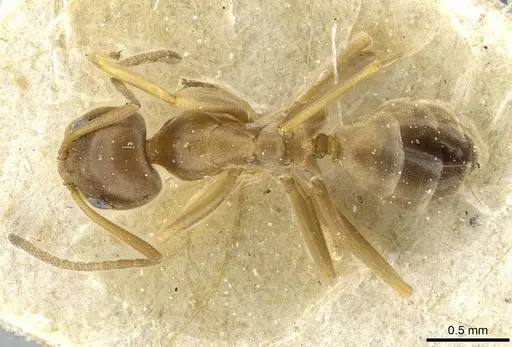 Dorymyrmex santschii specimen CASENT0911533 image casent0911533_1