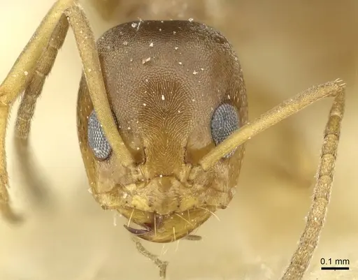 Dorymyrmex santschii specimen CASENT0911533 image casent0911533_2