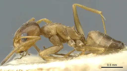 Dorymyrmex santschii specimen CASENT0911533 image casent0911533_3