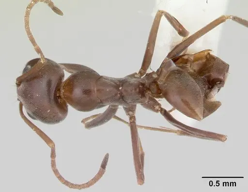 Dorymyrmex smithi specimen CASENT0103442 image casent0103442_1