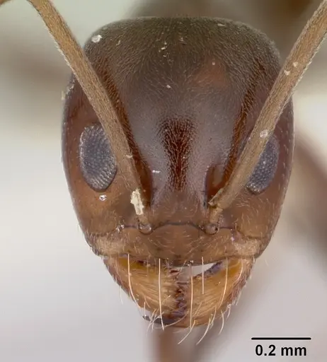 Dorymyrmex smithi specimen CASENT0103442 image casent0103442_2