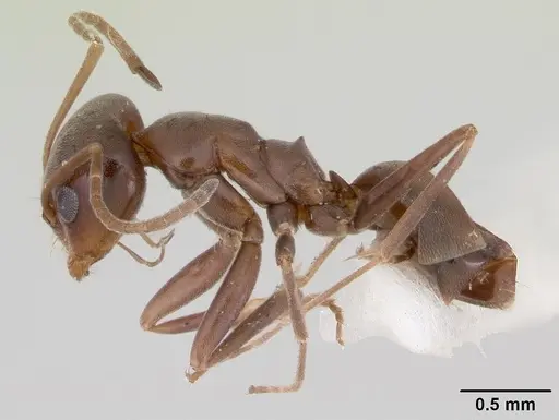 Dorymyrmex smithi specimen CASENT0103442 image casent0103442_3