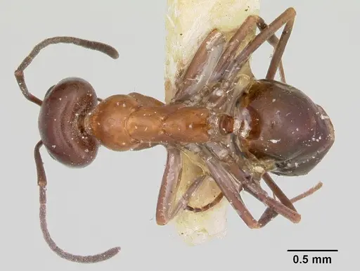 Dorymyrmex smithi specimen CASENT0103443 image casent0103443_1