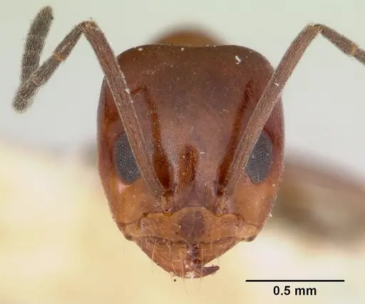 Dorymyrmex smithi specimen CASENT0103443 image casent0103443_2