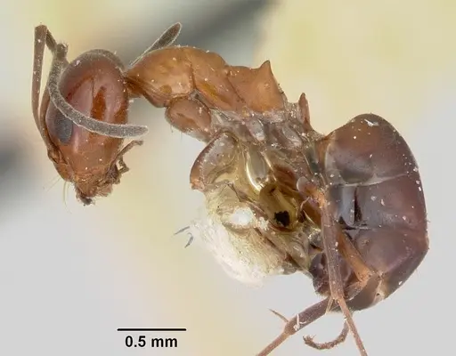 Dorymyrmex smithi specimen CASENT0103443 image casent0103443_3