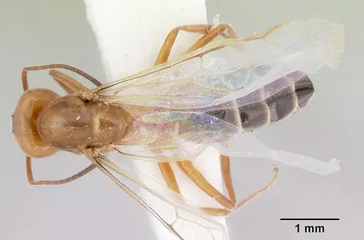 Dorymyrmex smithi specimen CASENT0103444 image casent0103444_1