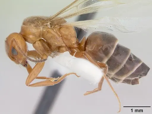 Dorymyrmex smithi specimen CASENT0103444 image casent0103444_3