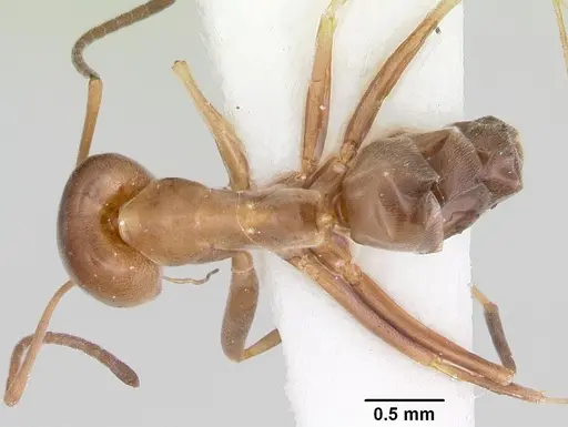Dorymyrmex smithi specimen CASENT0103445 image casent0103445_1