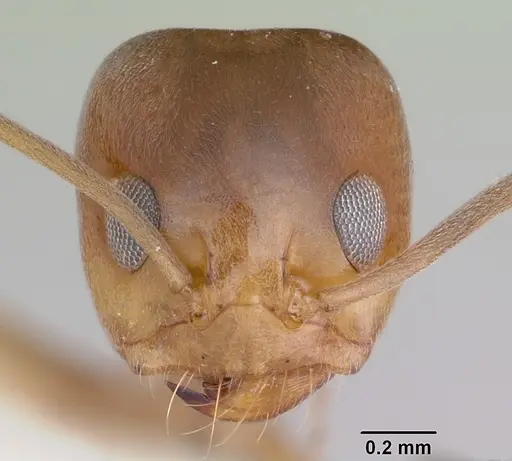 Dorymyrmex smithi specimen CASENT0103445 image casent0103445_2