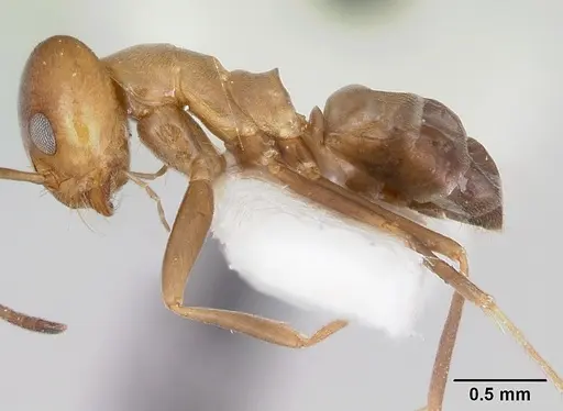 Dorymyrmex smithi specimen CASENT0103445 image casent0103445_3