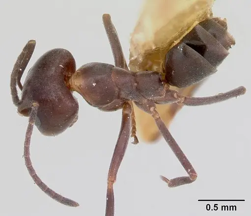Dorymyrmex smithi specimen CASENT0103446 image casent0103446_1