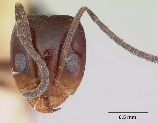 Dorymyrmex smithi specimen CASENT0103446 image casent0103446_2