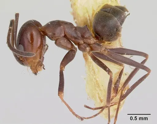 Dorymyrmex smithi specimen CASENT0103446 image casent0103446_3