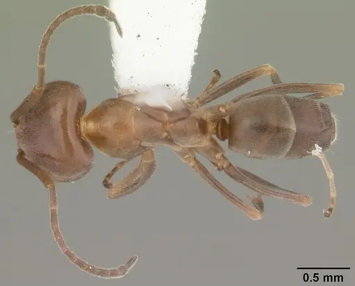 Dorymyrmex smithi specimen CASENT0103893 image casent0103893_1