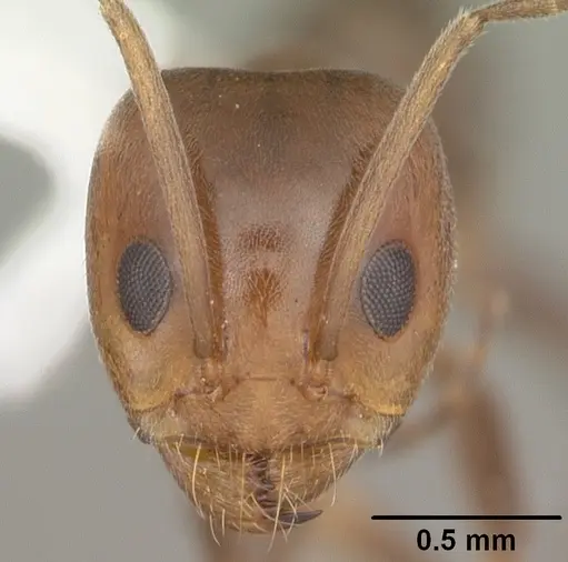 Dorymyrmex smithi specimen CASENT0103893 image casent0103893_2