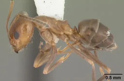 Dorymyrmex smithi specimen CASENT0103893 image casent0103893_3