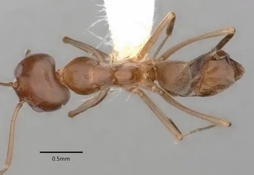 Dorymyrmex smithi specimen CASENT0841257 image casent0841257_1