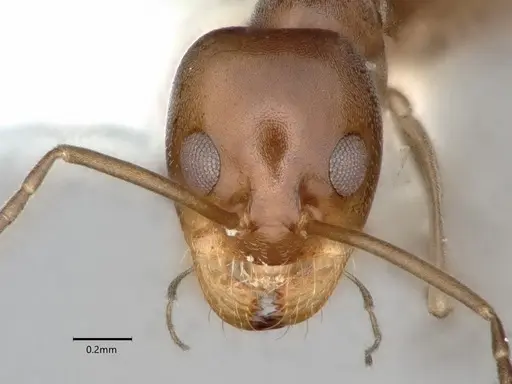 Dorymyrmex smithi specimen CASENT0841257 image casent0841257_2