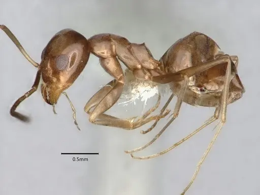 Dorymyrmex smithi specimen CASENT0841257 image casent0841257_3