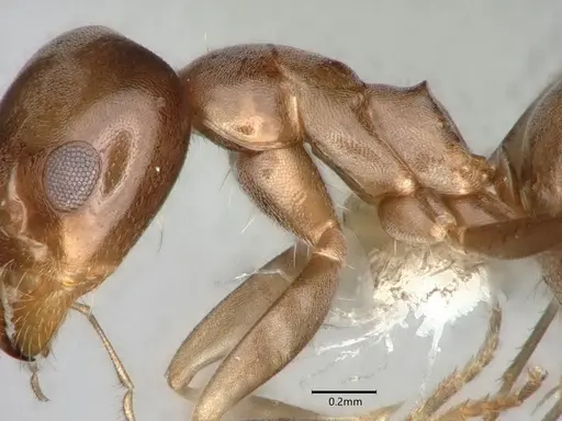 Dorymyrmex smithi specimen CASENT0841257 image casent0841257_4