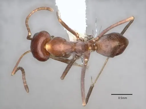 Dorymyrmex smithi specimen CASENT0841367 image casent0841367_1