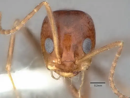Dorymyrmex smithi specimen CASENT0841367 image casent0841367_2