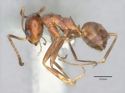Dorymyrmex smithi specimen CASENT0841367 image casent0841367_3