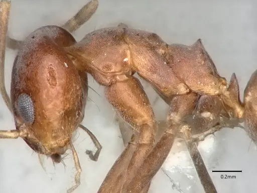 Dorymyrmex smithi specimen CASENT0841367 image casent0841367_4