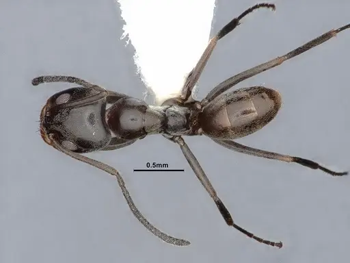 Dorymyrmex smithi specimen CASENT0884343 image casent0884343_1