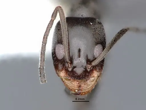 Dorymyrmex smithi specimen CASENT0884343 image casent0884343_2