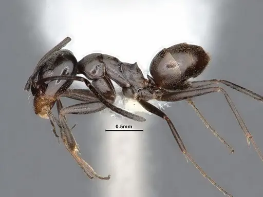 Dorymyrmex smithi specimen CASENT0884343 image casent0884343_3