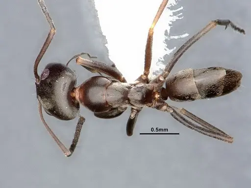 Dorymyrmex smithi specimen CASENT0884344 image casent0884344_1