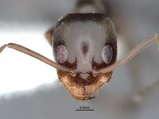 Dorymyrmex smithi specimen CASENT0884344 image casent0884344_2